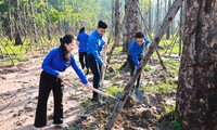  Trồng 6.300 cây xanh chống sạt lở, tạo cảnh quan tại các đền tưởng niệm liệt sĩ ở Quảng Bình 