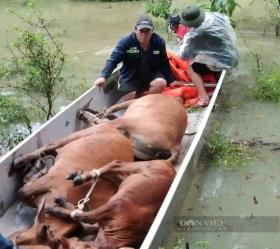 Tại vùng ngập Minh Hóa ở Quảng Bình, lực lượng chức năng trói đàn bò bỏ lên xuồng đưa thoát khỏi dòng nước lũ