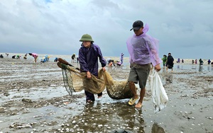 Tại vùng ngập Minh Hóa ở Quảng Bình, lực lượng chức năng trói đàn bò bỏ lên xuồng đưa thoát khỏi dòng nước lũ