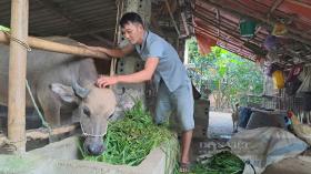 Thái Nguyên: Sau lũ lịch sử, huyện Phú Lương làm gì để phòng bệnh cho vật nuôi thuộc các dự án giảm nghèo?  第2张