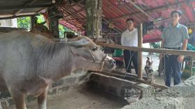 Thái Nguyên: Sau lũ lịch sử, huyện Phú Lương làm gì để phòng bệnh cho vật nuôi thuộc các dự án giảm nghèo?  第3张