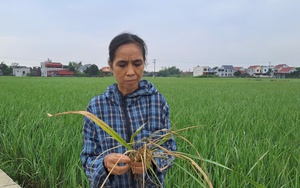 Thái Nguyên: Sau lũ lịch sử, huyện Phú Lương làm gì để phòng bệnh cho vật nuôi thuộc các dự án giảm nghèo?  第9张