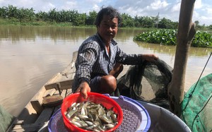 Chợ quê ở An Giang họp ngay mé sông Hậu, trên trời, dưới la liệt cá đồng ngon, người mua kẻ bán xôn xao