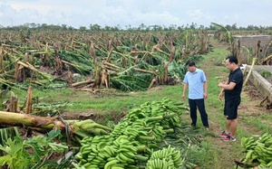 Một nông dân ở Thái Bình, cấy lúa nuôi con rươi, con rạm mà có 33 tấn thóc, lãi 500 triệu đồng