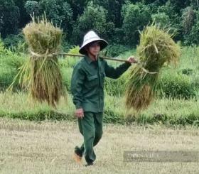 Hội Nông dân một xã ở Quảng Bình ra đồng gặt, tuốt lúa mang về nhà cho một nông dân ung thư đang nằm viện