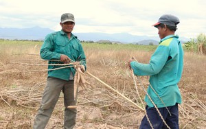 5 thanh niên cùng hiếp dâm thiếu nữ 18 tuổi sau cuộc nhậu ở Ninh Thuận  第3张