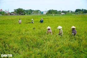 Nông dân nhìn trời... khóc hậu bão Yagi