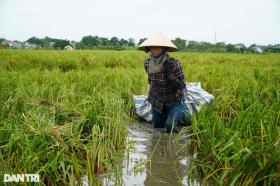 Nông dân nhìn trời... khóc hậu bão Yagi