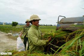 Nông dân nhìn trời... khóc hậu bão Yagi