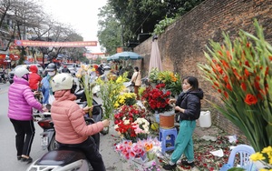 Rặng duối cổ trăm tuổi xanh mướt trên đường vào nơi Bác Hồ sinh sống ở &quot;Thủ đô kháng chiến&quot; Tân Trào  第11张