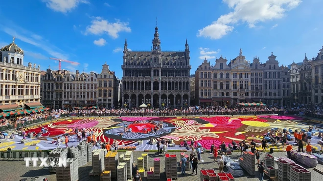  Thảm hoa Brussels 2024 - kiệt tác nghệ thuật lộng lẫy giữa lòng châu Âu 