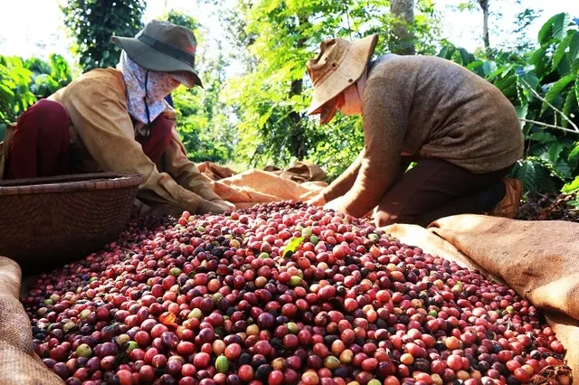  Cà phê Việt Nam thắng lớn 