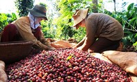  Cà phê Việt Nam thắng lớn 